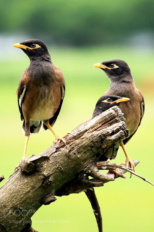 Maina Room Spray - The Parinday Collection