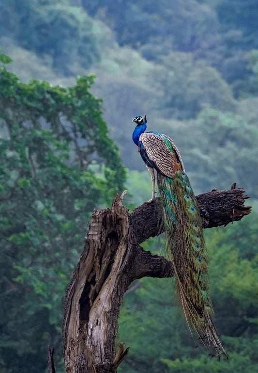 Morni Room Spray - The Parinday Collection