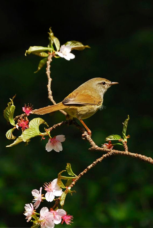 Bulbul Room Spray - The Parinday Collection